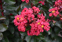 Barista 'Cherry Mocha' Crape Mytle