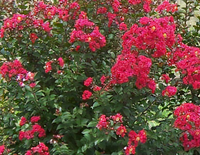 Princess Holly Ann Crape Myrtle made by here at Twin Oaks Nursery & Supply