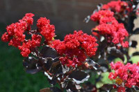 Crape Myrtle 'Ebony Flame', vibrant red flowering shrub with dark purple foliage.