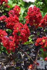 Crape Myrtle 'Ebony Flame