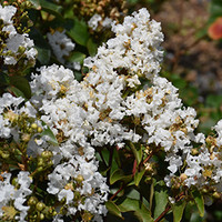 Enduring White Crape Myrtle made by here at Twin Oaks Nursery & Supply