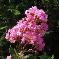 Princess Lyla Crape Myrtle made by here at Twin Oaks Nursery & Supply