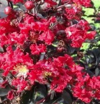 Crape Myrtle 'Ebony Ember'