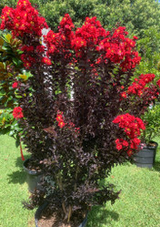 Crape Myrtle 'Ebony Ember'