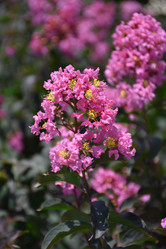 Enduring Pink Crape Myrtle made by here at Twin Oaks Nursery & Supply