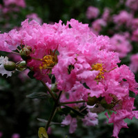 Barista 'Dark Roast' Crape Myrtle made by here at Twin Oaks Nursery & Supply
