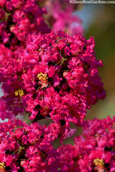 Princess Kylie Crape Myrtle made by here at Twin Oaks Nursery & Supply