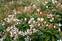 Clara Indian Hawthorne made by here at Twin Oaks Nursery & Supply