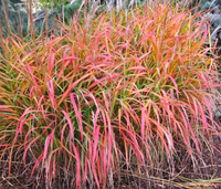 Flame Grass made by here at Twin Oaks Nursery & Supply