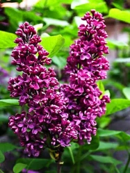 Crimson Doll Lilac made by here at Twin Oaks Nursery & Supply