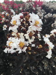 Crape Myrtle 'Ebony and Ivory'