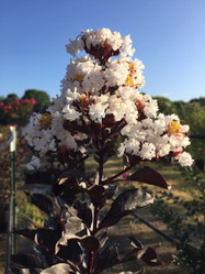 Crape Myrtle 'Ebony and Ivory'