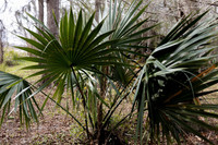 Dwarf Palmetto Palm, lush green fan-shaped leaves with spiny textured stems in a natural outdoor setting.