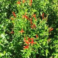 Flame Acanthus made by here at Twin Oaks Nursery & Supply