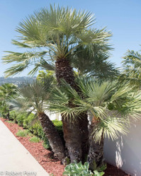 Mediterranean Fan Palm made by here at Twin Oaks Nursery & Supply