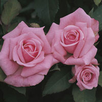 Rose Belinda's Dream