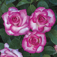 Rose Miss Congeniality