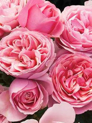  Roses Twin Oaks Nursery & Supply