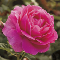 Rose Grande Dame made by here at Twin Oaks Nursery & Supply