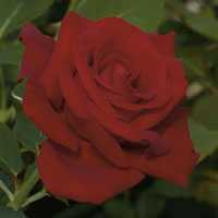  Roses Twin Oaks Nursery & Supply