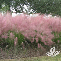 Pink Muhly Grass made by here at Twin Oaks Nursery & Supply