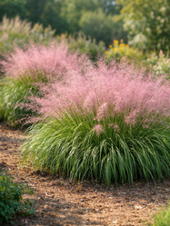 Pink Muhly Grass
