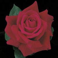 Rose Mister Lincoln made by here at Twin Oaks Nursery & Supply