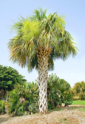 Sabal Palm