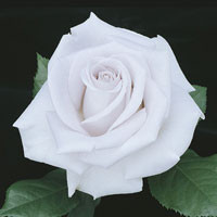 Rose Stainless Steel made by here at Twin Oaks Nursery & Supply