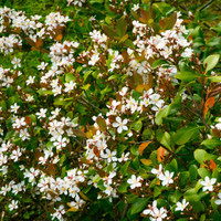 Snow White Indian Hawthorne