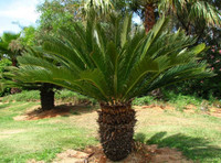 Sago Palm made by here at Twin Oaks Nursery & Supply