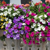 Petunia Full Flat -18 ct