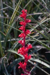  Yucca & Cactus Twin Oaks Nursery & Supply