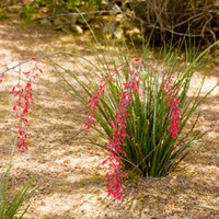 Dwarf Red Yucca 'Stoplights'
