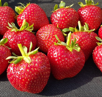Flat of Strawberry Plants (20 count) made by here at Twin Oaks Nursery & Supply