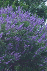 Delta Blues Vitex