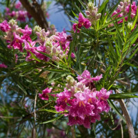 Desert Willow 'Bubba Jones'