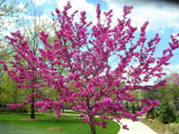 Eastern Redbud