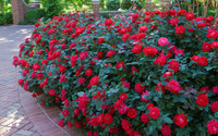 Petite Knock Out Red Rose - 8 Inch made by here at Twin Oaks Nursery & Supply