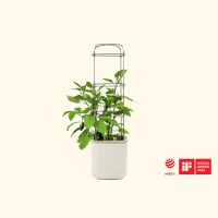 Rolling Self Watering Patio / Indoor Planter with Trellis made by Vego here at Twin Oaks Nursery & Supply