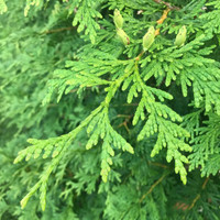 Green Giant Arborvitae made by here at Twin Oaks Nursery & Supply