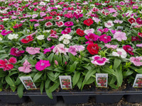 Dianthus Full Flat - 18 ct, vibrant pink, red, and white dianthus flowers in full bloom arranged in trays for retail or gardening, with plant tags.