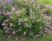 Galactic Pink Vitex