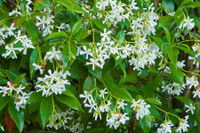 Star Jasmine - Espalier