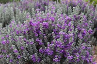 Texas Sage 'Microburst' made by here at Twin Oaks Nursery & Supply