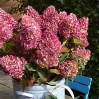 Dragon Baby Hydrangea made by here at Twin Oaks Nursery & Supply