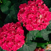 Frill Ride Hydrangea made by here at Twin Oaks Nursery & Supply