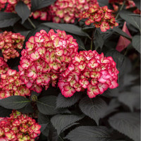 First Editions Eclipse Hydrangea made by here at Twin Oaks Nursery & Supply