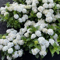 Grin and Tonic Reblooming Hydrangea made by here at Twin Oaks Nursery & Supply