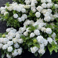Grin and Tonic Reblooming Hydrangea, lush white hydrangea flowers with green foliage in a garden setting.